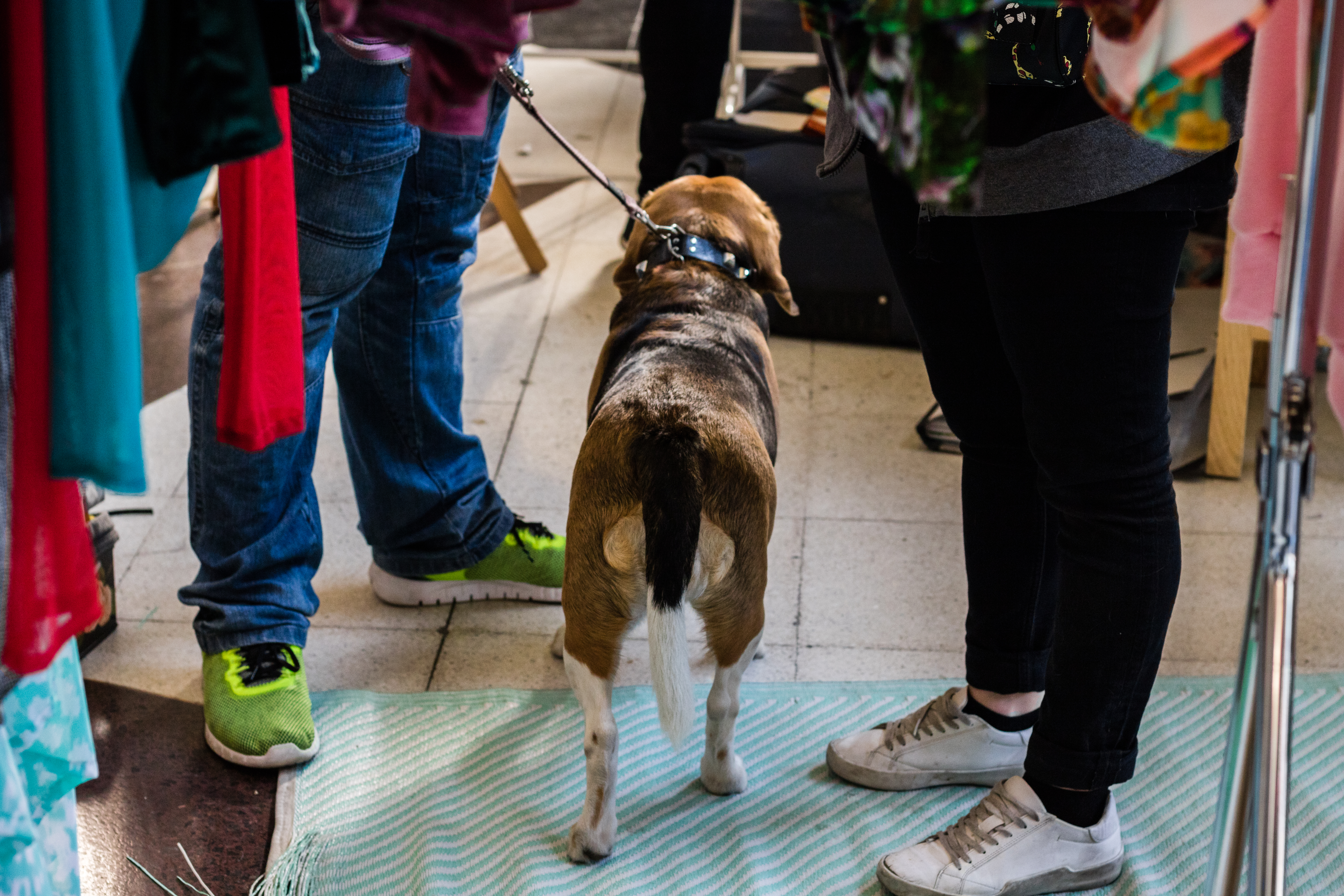 El acceso de perros de asistencia a establecimientos comerciales es un derecho